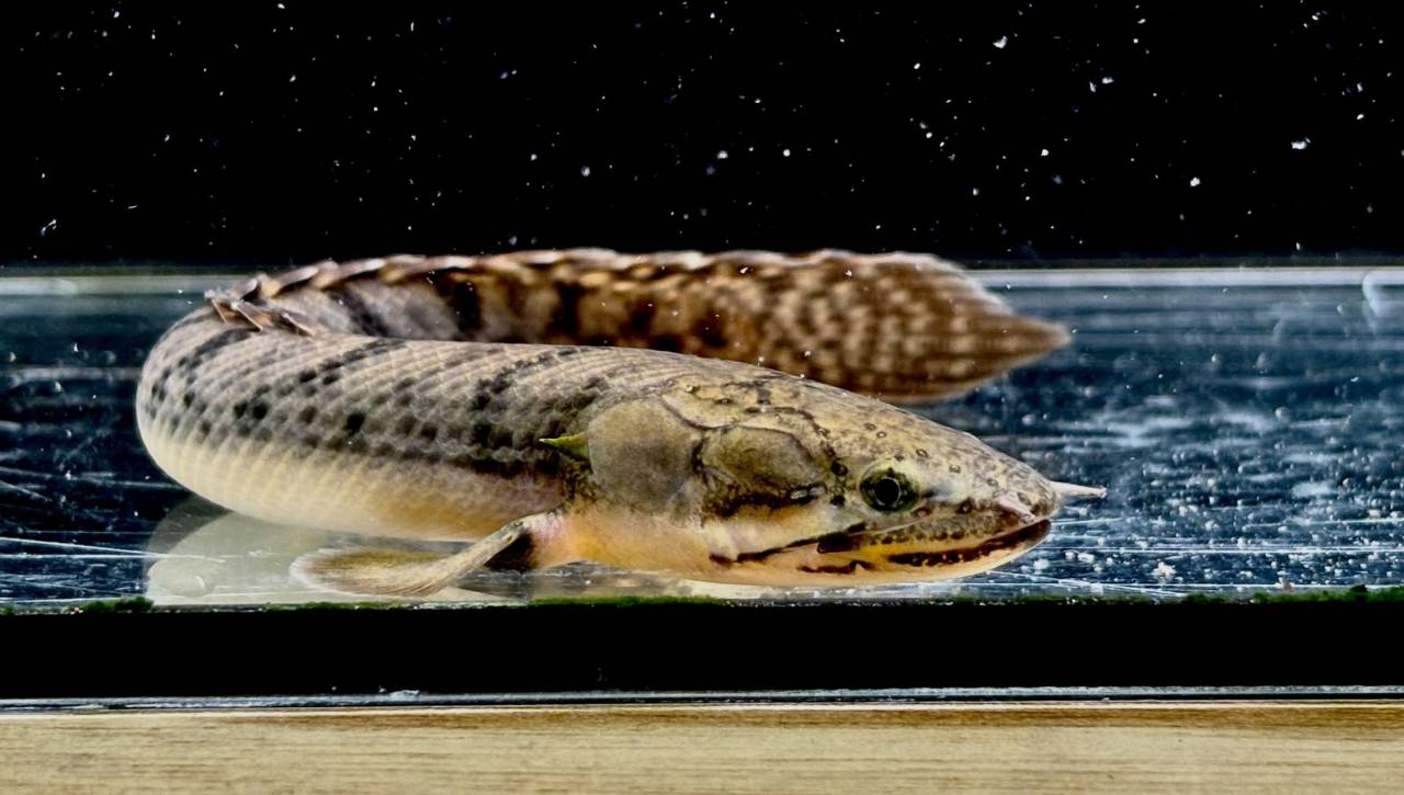 Po.ウィークシー ⑤ 16.5cm コンゴ産