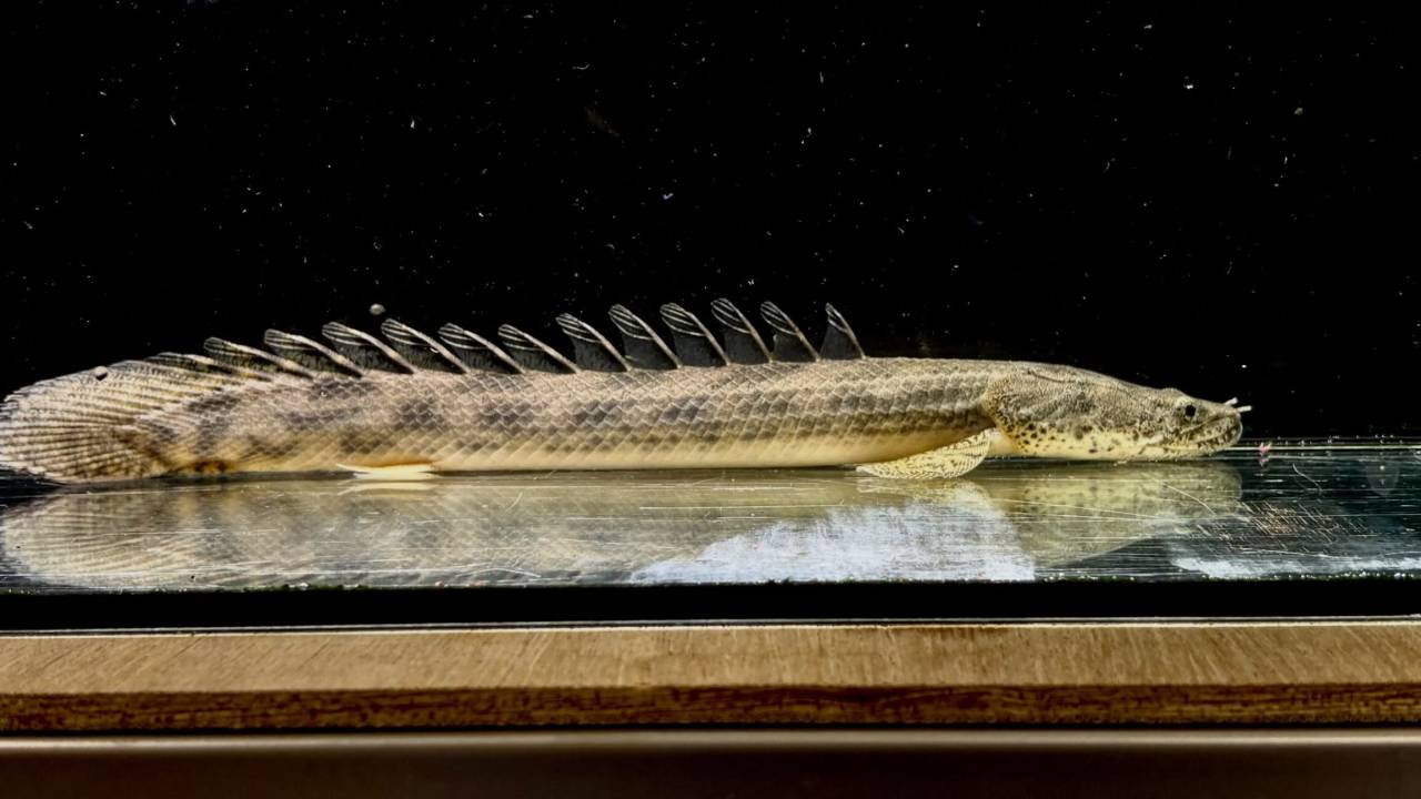 Po.アンソルギー ギニア産 26cm±