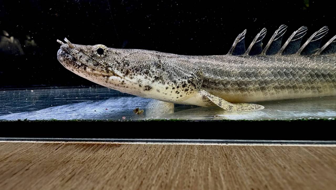 Po.アンソルギー ギニア産 26cm±