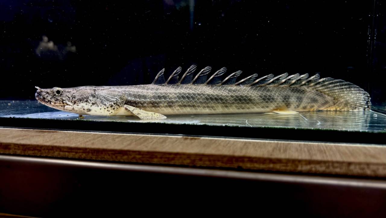 Po.アンソルギー ギニア産 26cm±