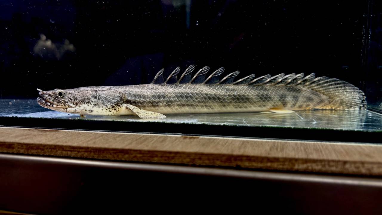 Po.アンソルギー ギニア産 26cm±