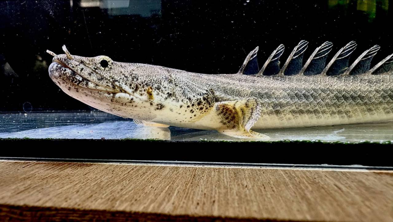 Po.アンソルギー ギニア産 26cm±