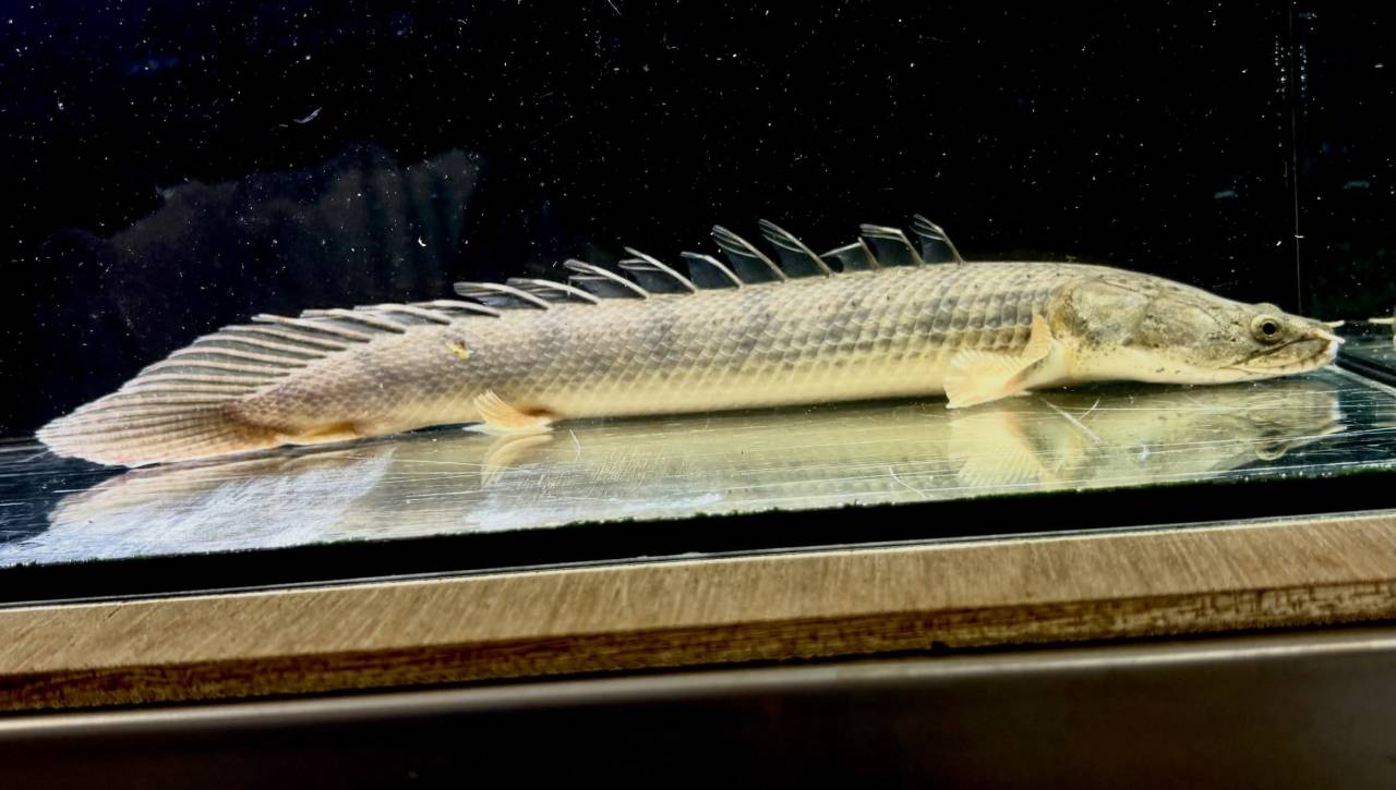 Po.コンギクス コンゴ産 27cm①