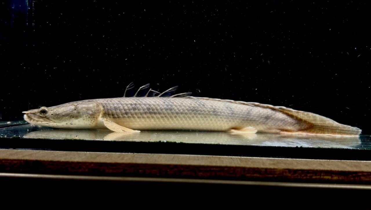 Po.コンギクス コンゴ産 27cm①