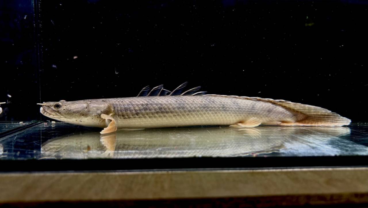 Po.コンギクス コンゴ産 27cm①
