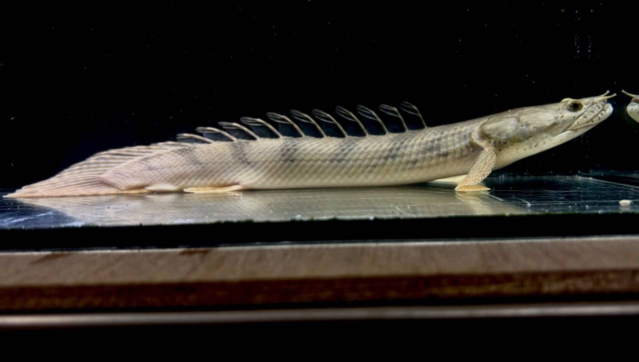 Po.コンギクス コンゴ産 27cm②