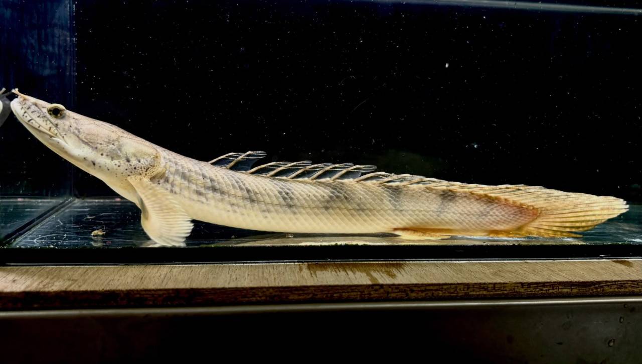 Po.コンギクス コンゴ産 27cm②