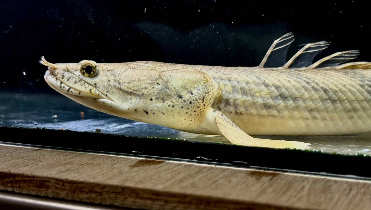 Po.コンギクス コンゴ産 27cm②