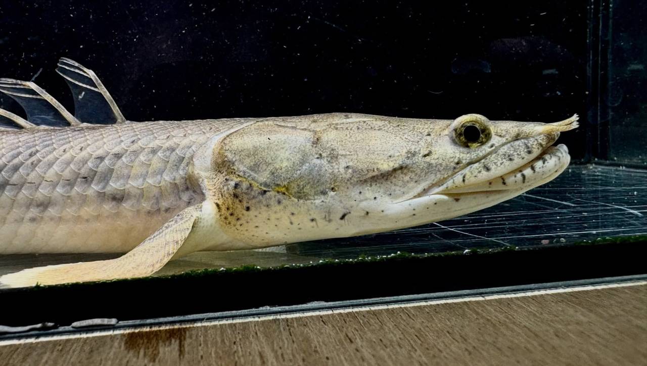 Po.コンギクス コンゴ産 27cm②