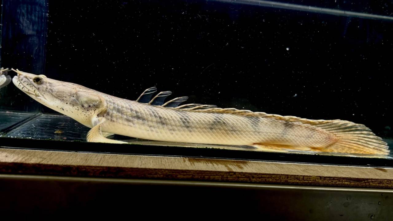 Po.コンギクス コンゴ産 27cm②