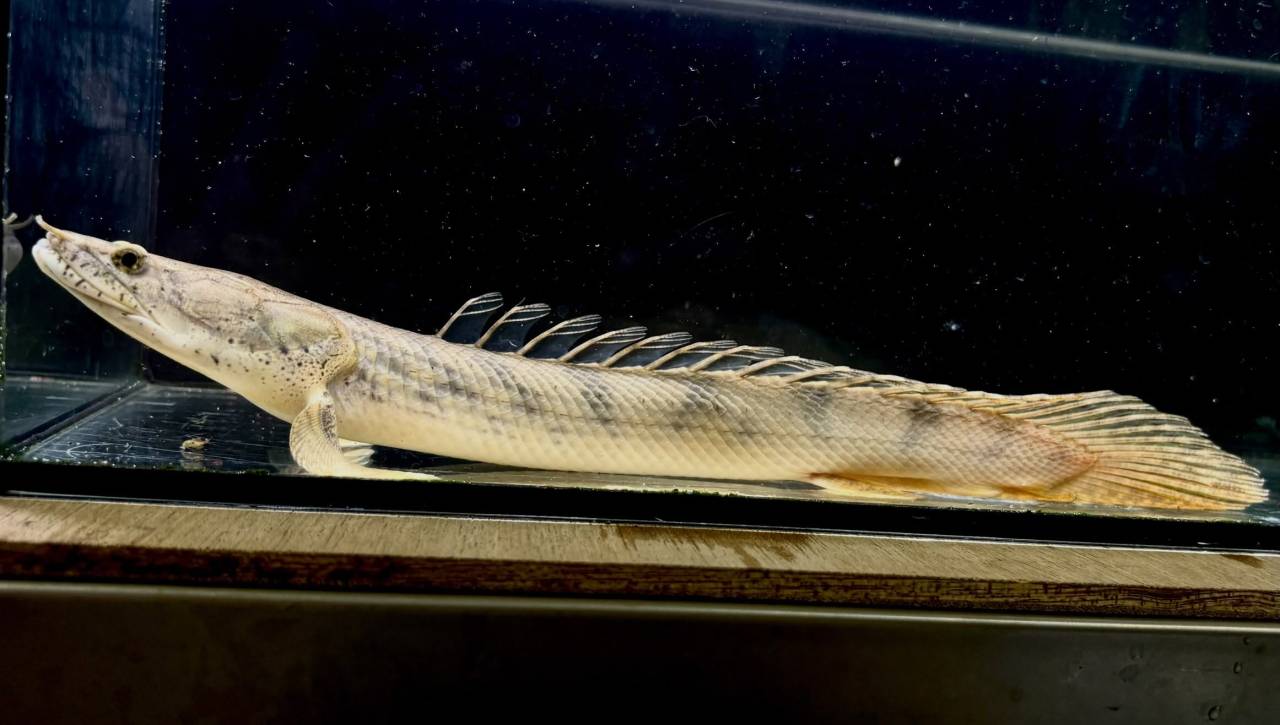 Po.コンギクス コンゴ産 27cm②