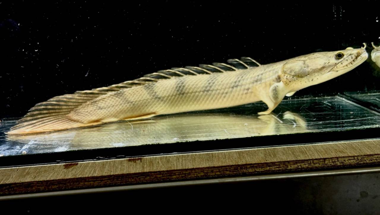 Po.コンギクス コンゴ産 27cm②