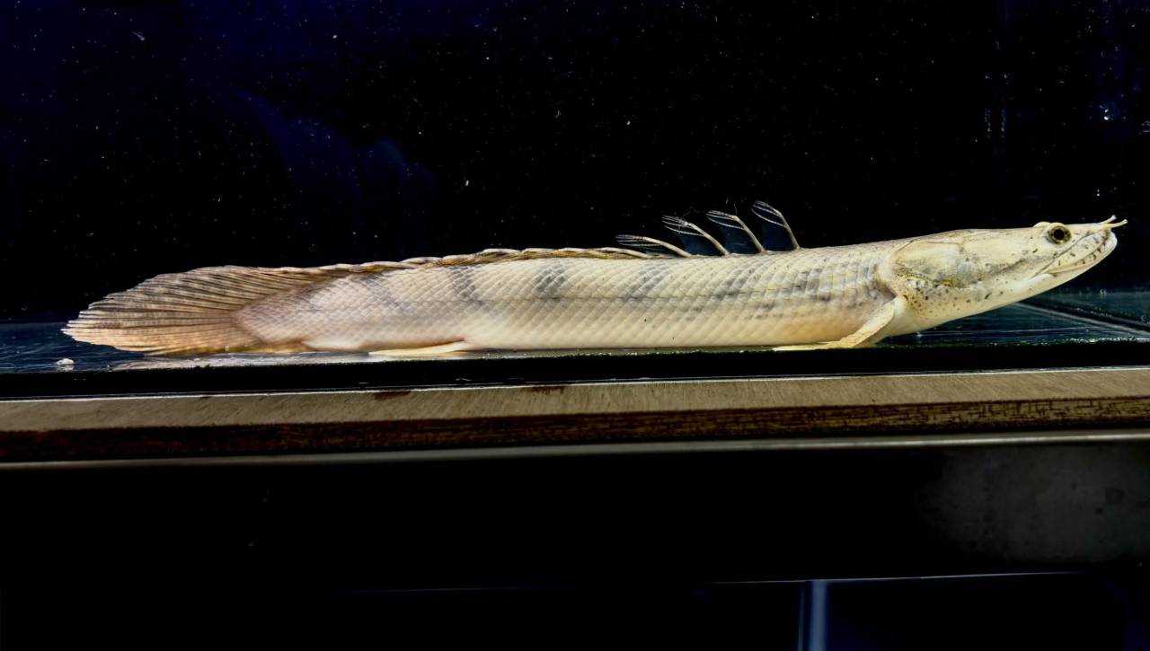 Po.コンギクス コンゴ産 27cm②