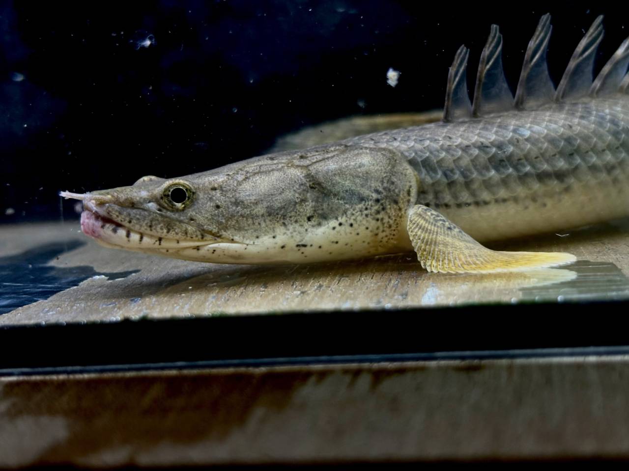 Po.コンギクス コンゴ産 ③ 25cm