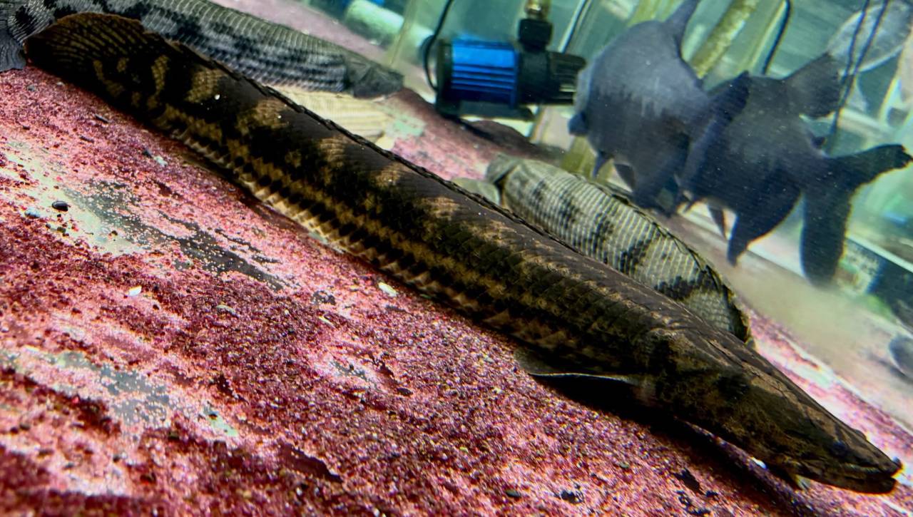 Po.sp.ナイジェリア60up