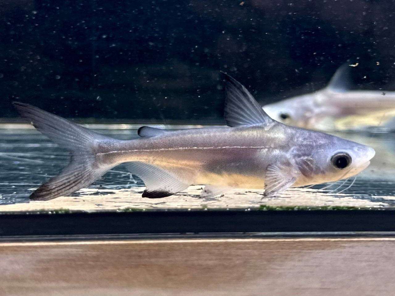 新入荷
