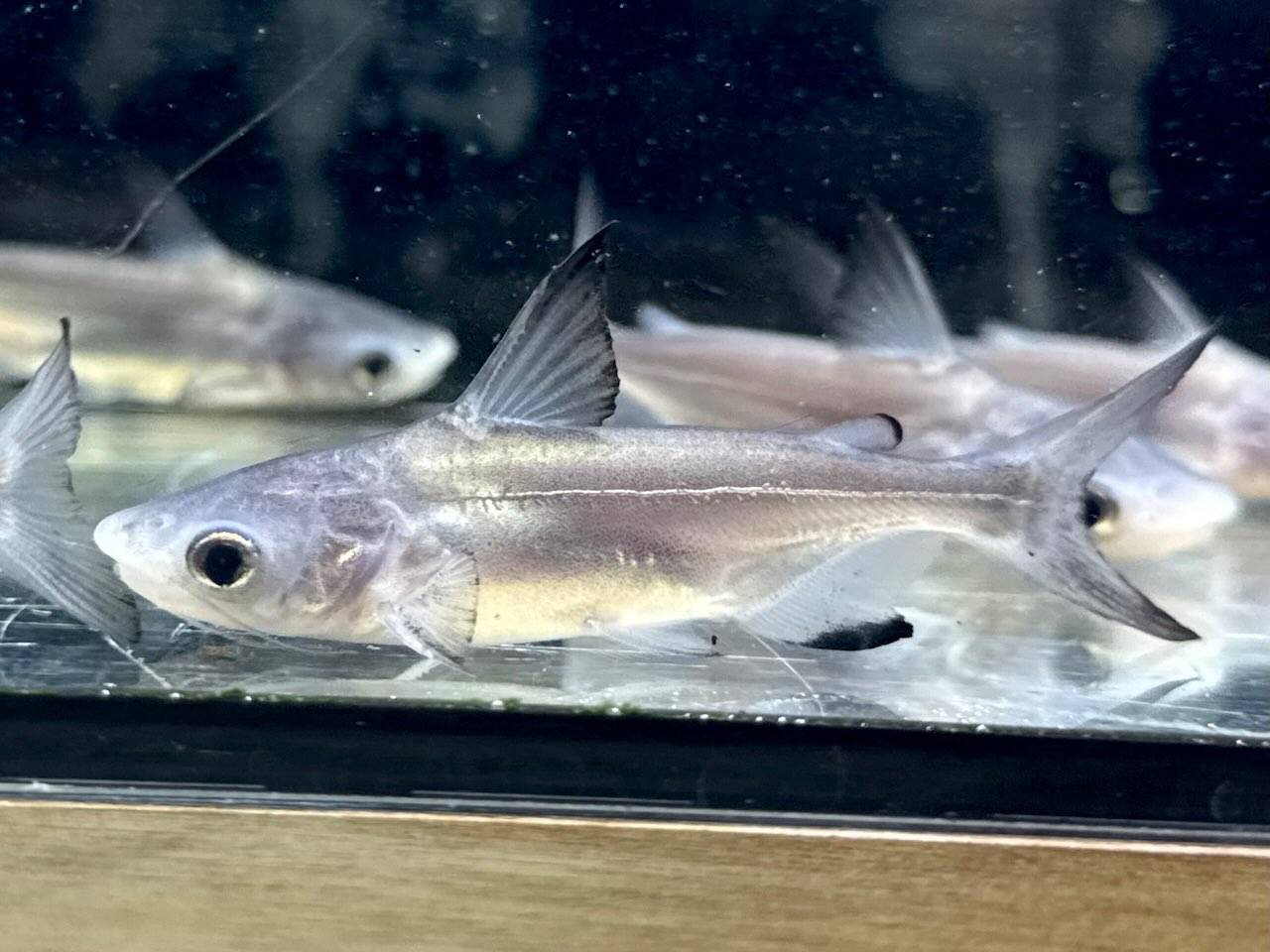新入荷