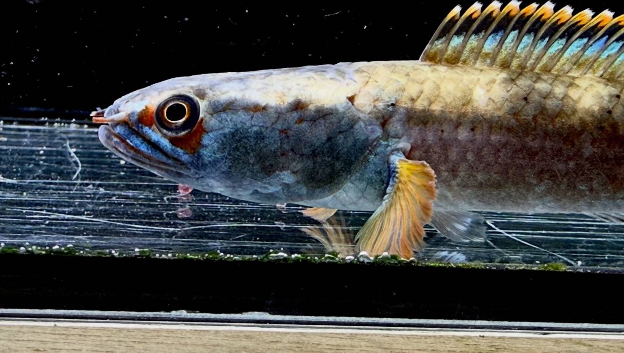 新入荷