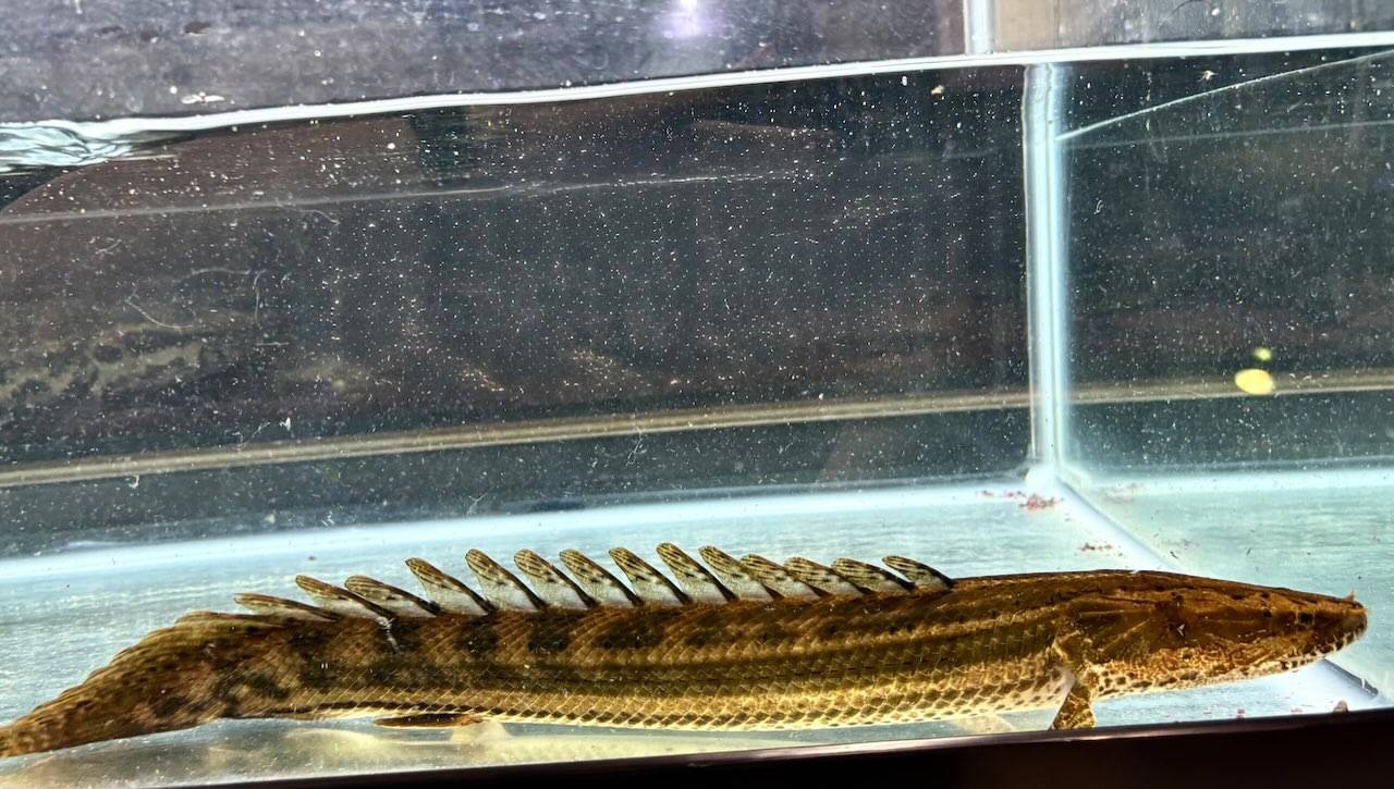 【直輸入】シンチャドビキール