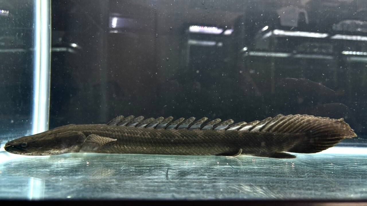 【直輸入】シンチャドビキール