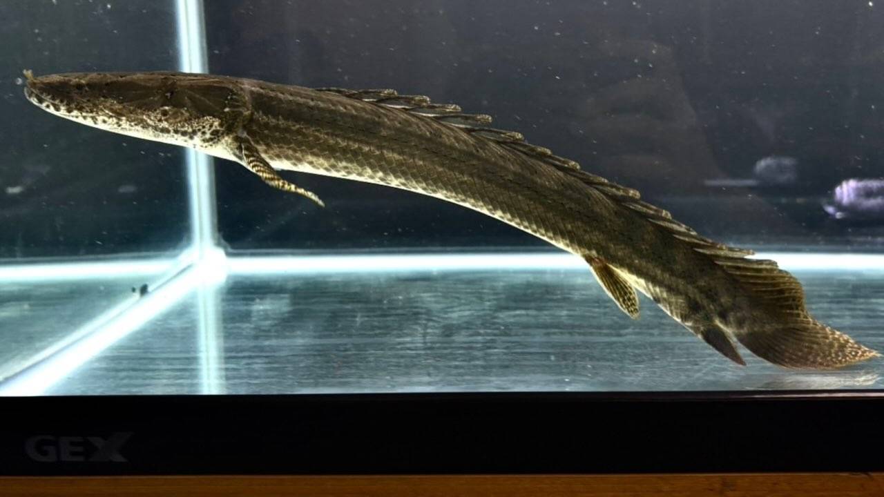 【直輸入】シンチャドビキール