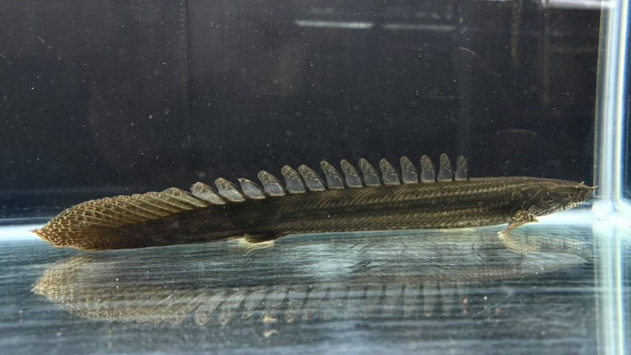 【直輸入】シンチャドビキール
