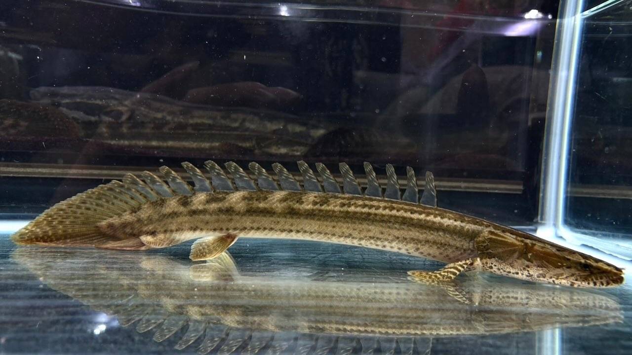 【直輸入】シンチャドビキール
