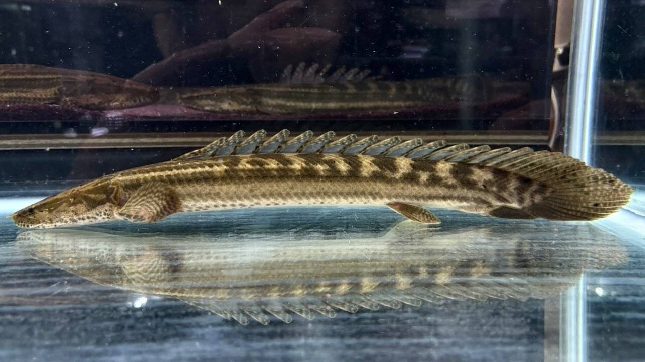 【直輸入】シンチャドビキール