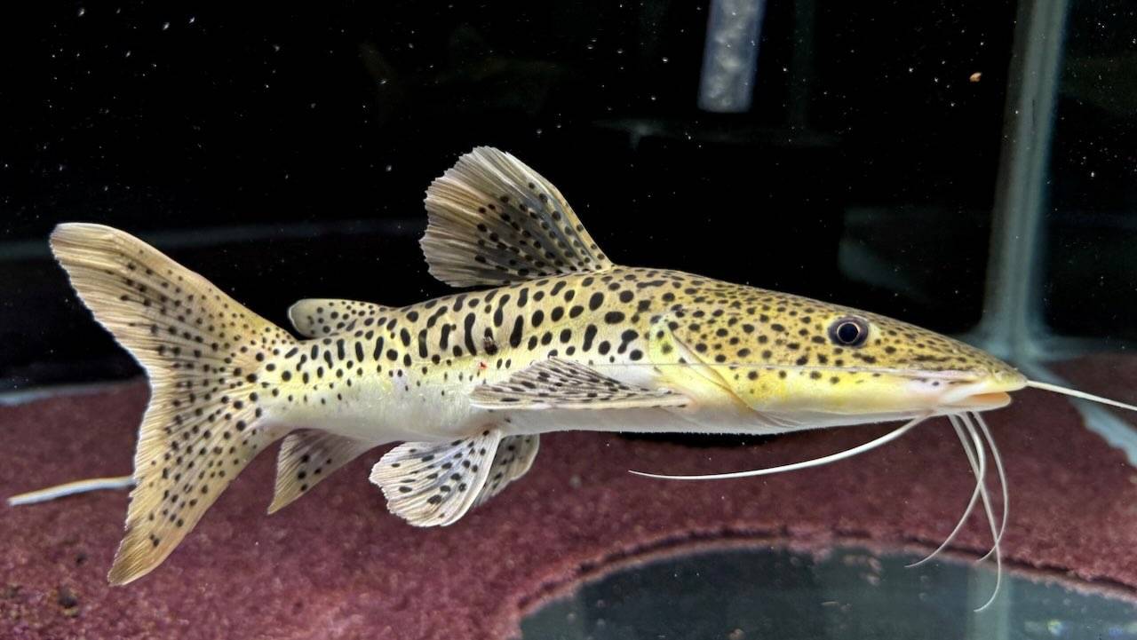 新入荷
