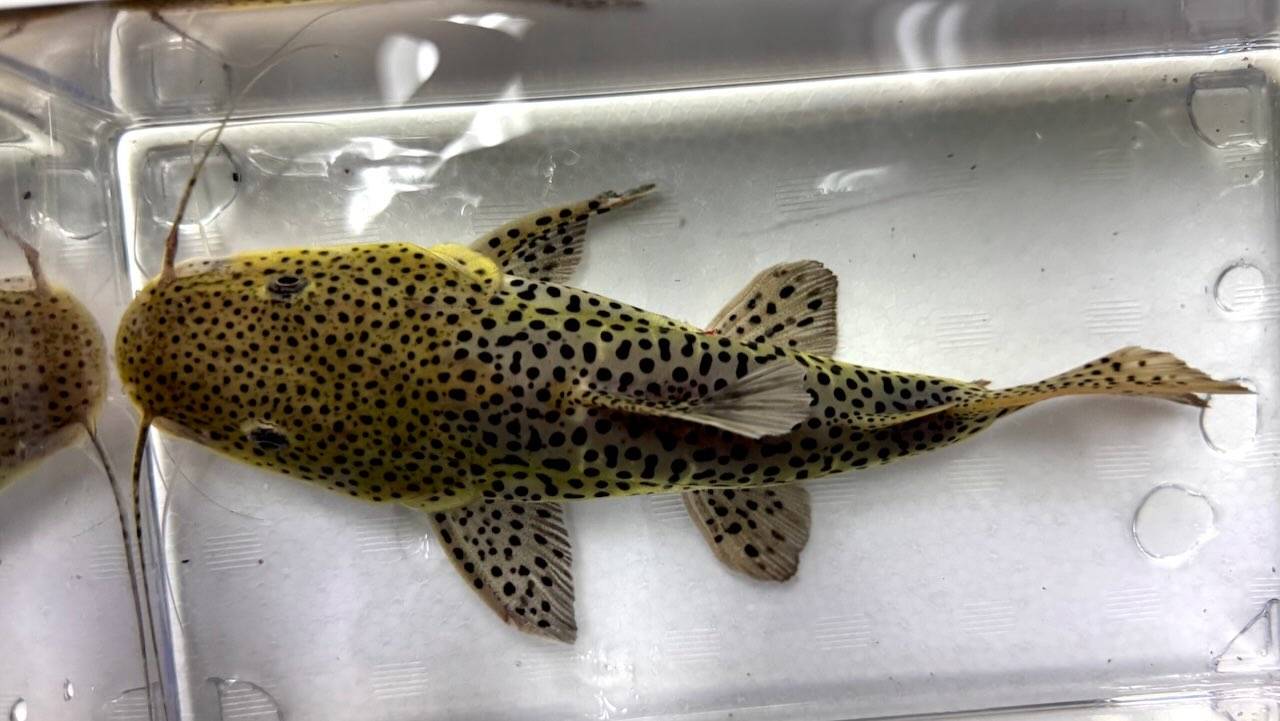 新入荷