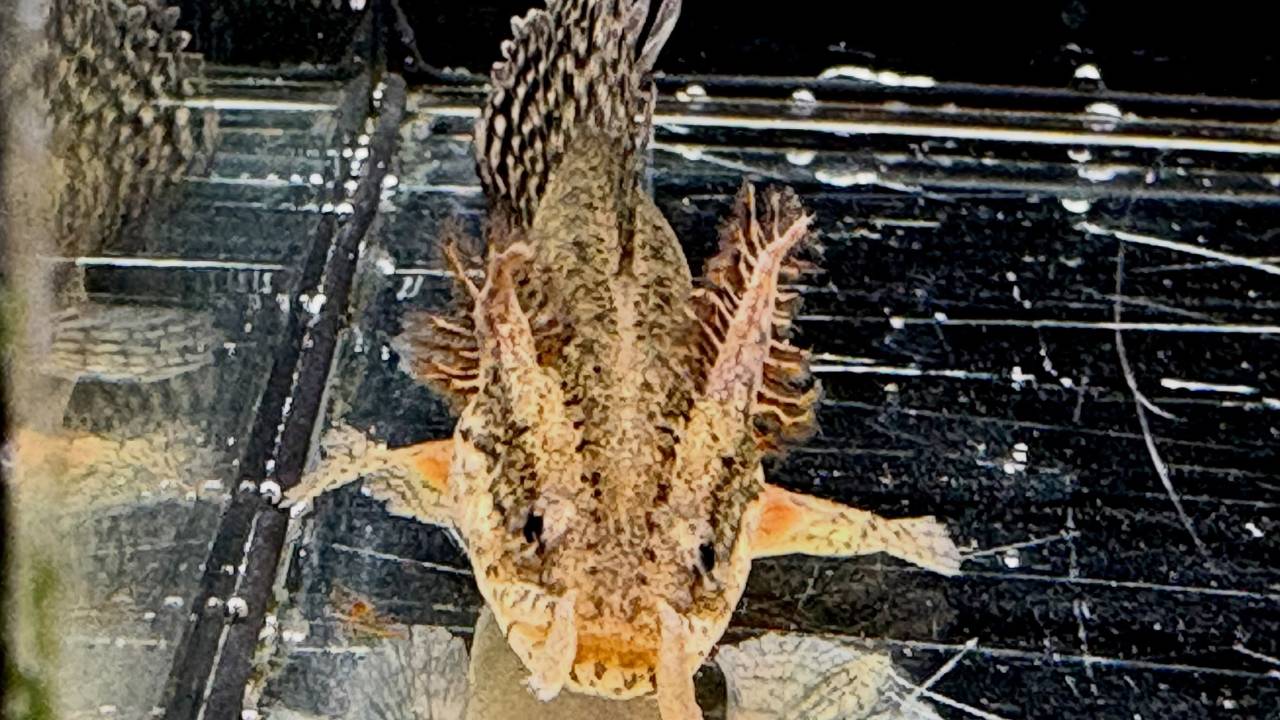 🆕新入荷🆕
