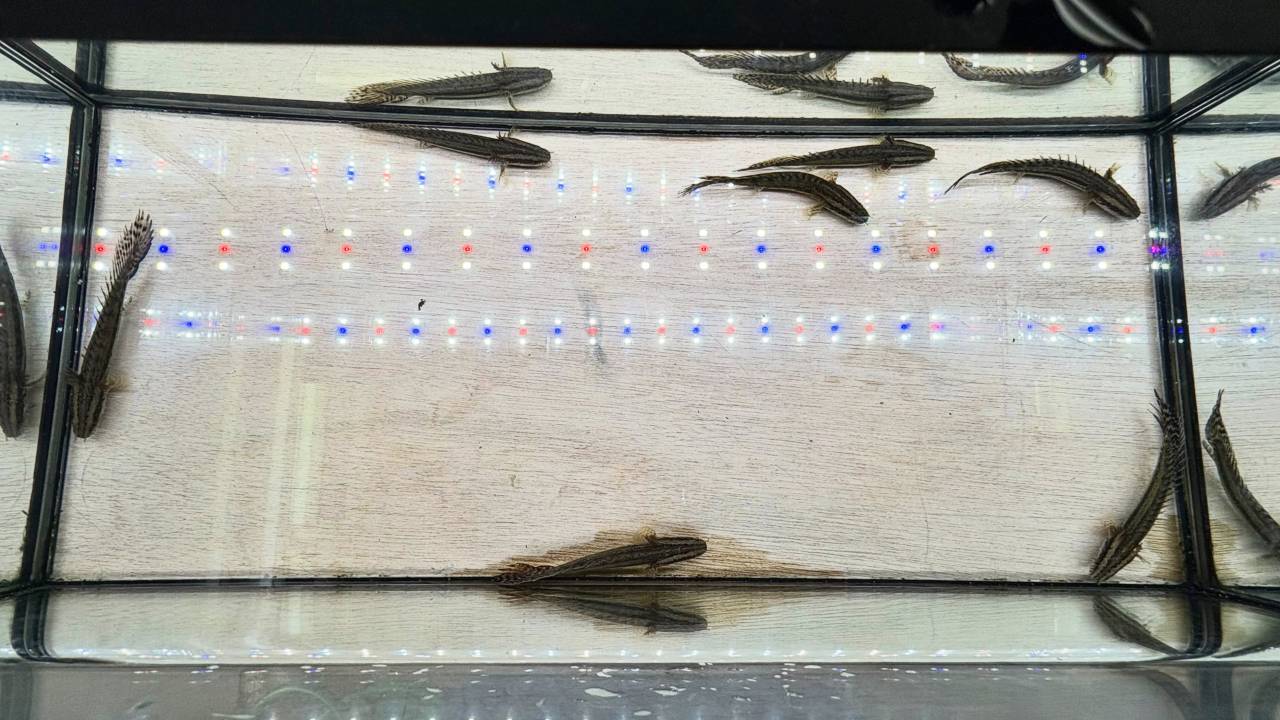新入荷