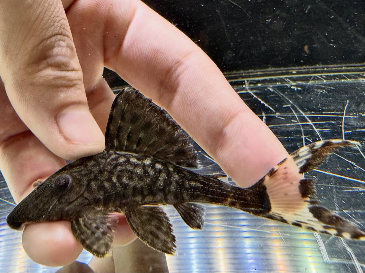 ⁡ホワイトテールパナクエ 9〜11cm± ペルー便