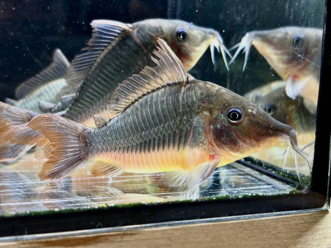 新入荷