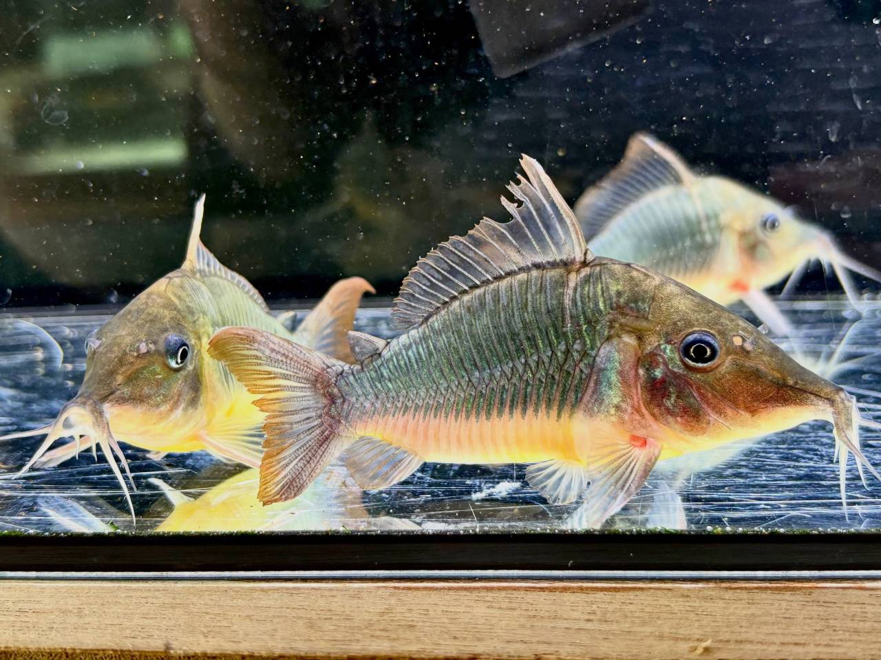 新入荷