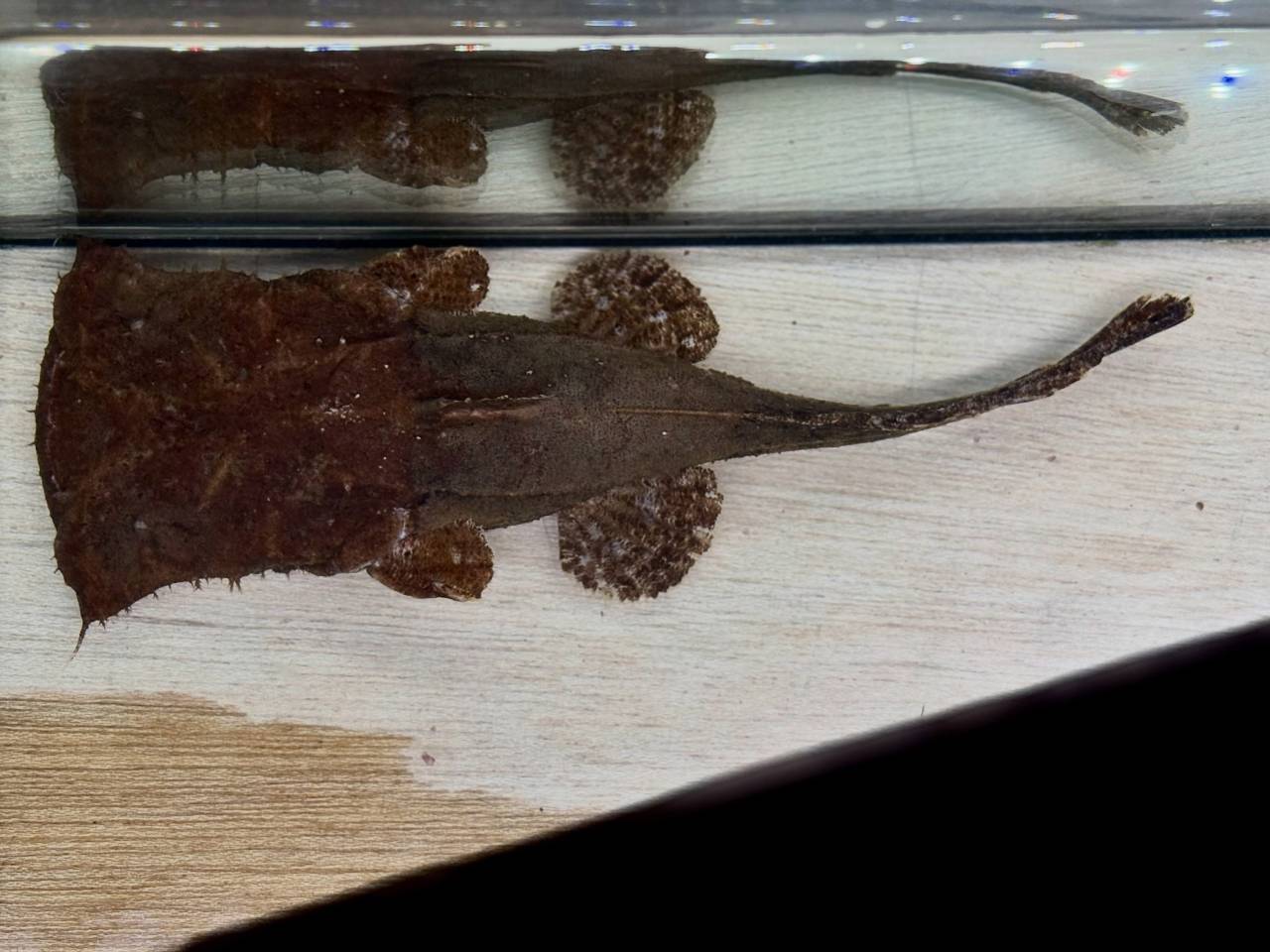 新入荷