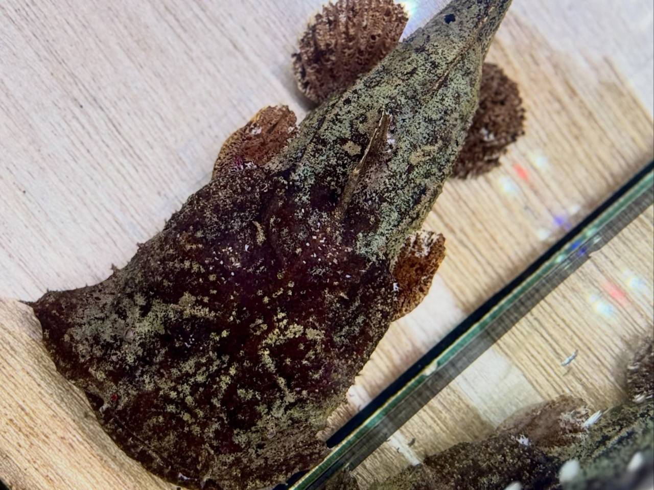新入荷