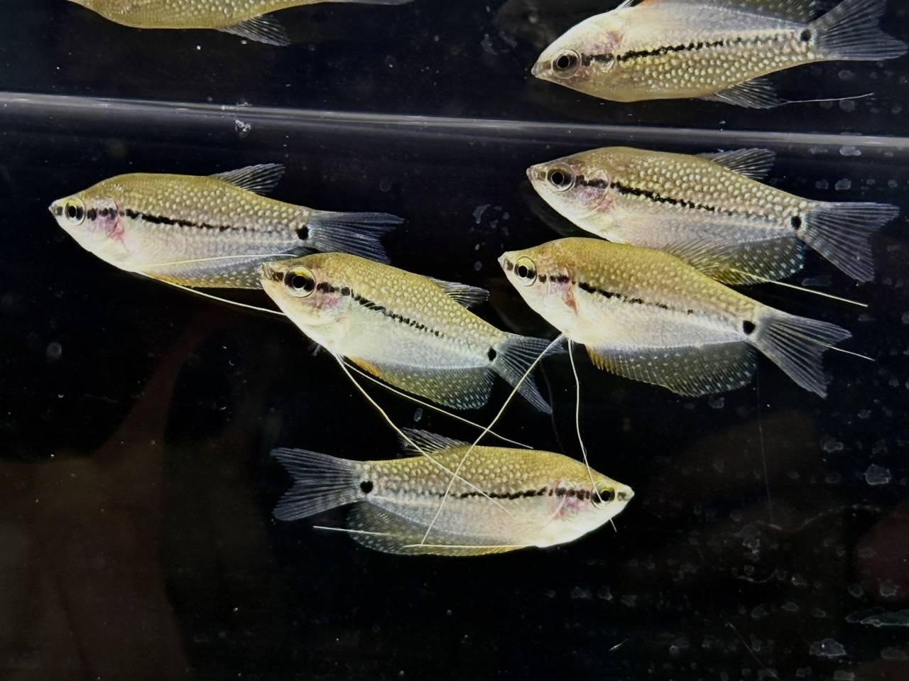 新入荷