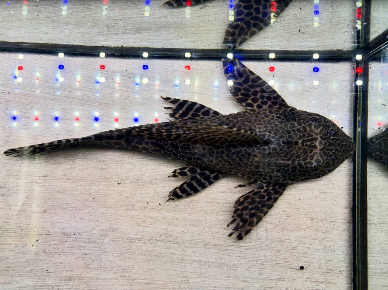 新入荷