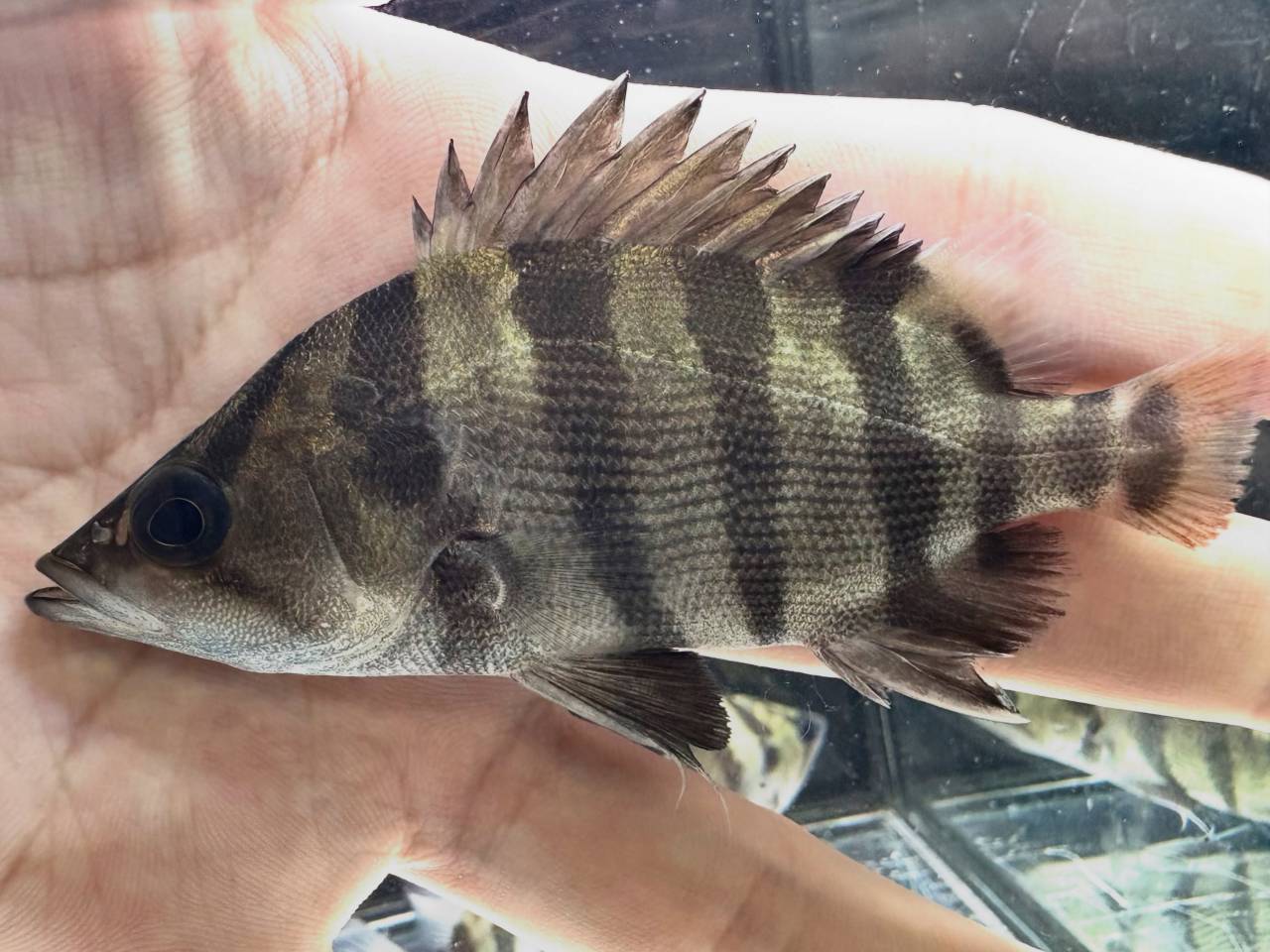 新入荷