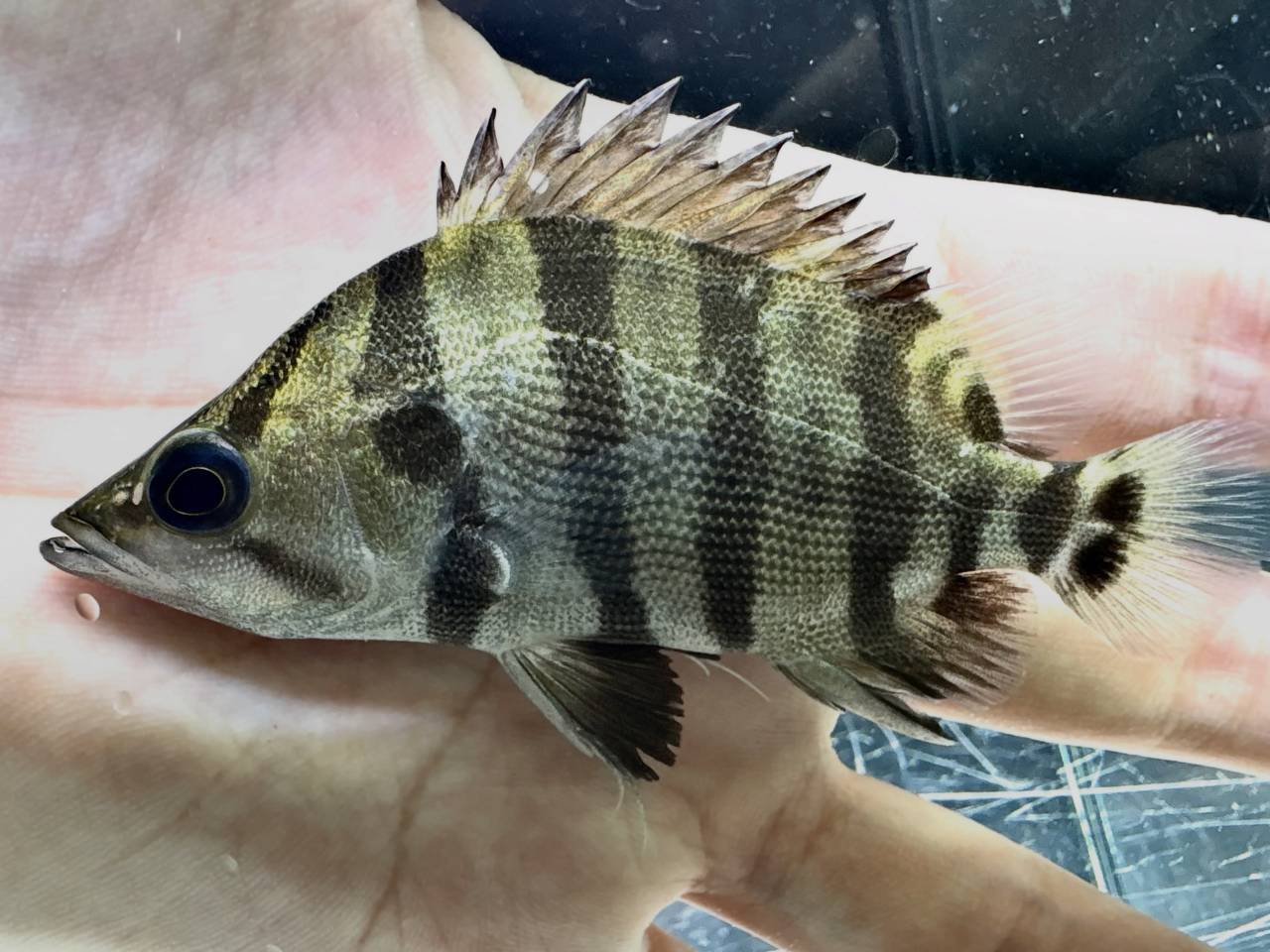 新入荷