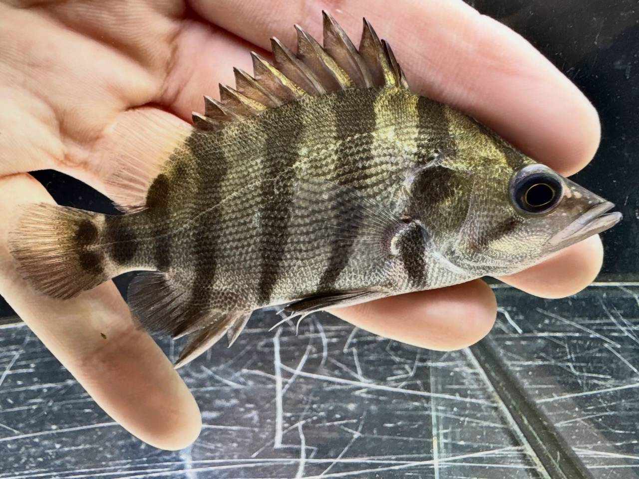 新入荷