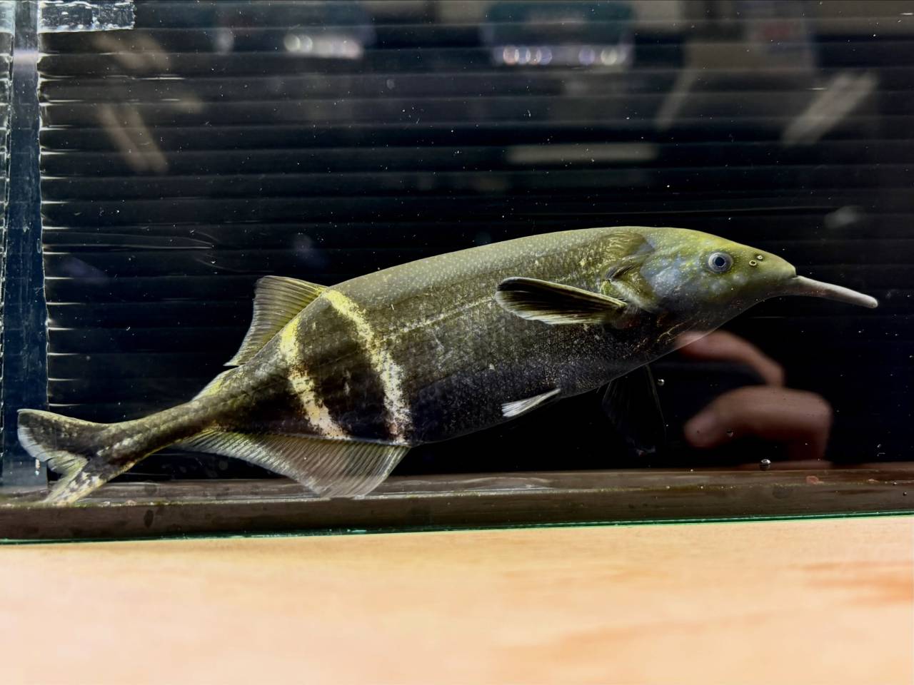 新入荷