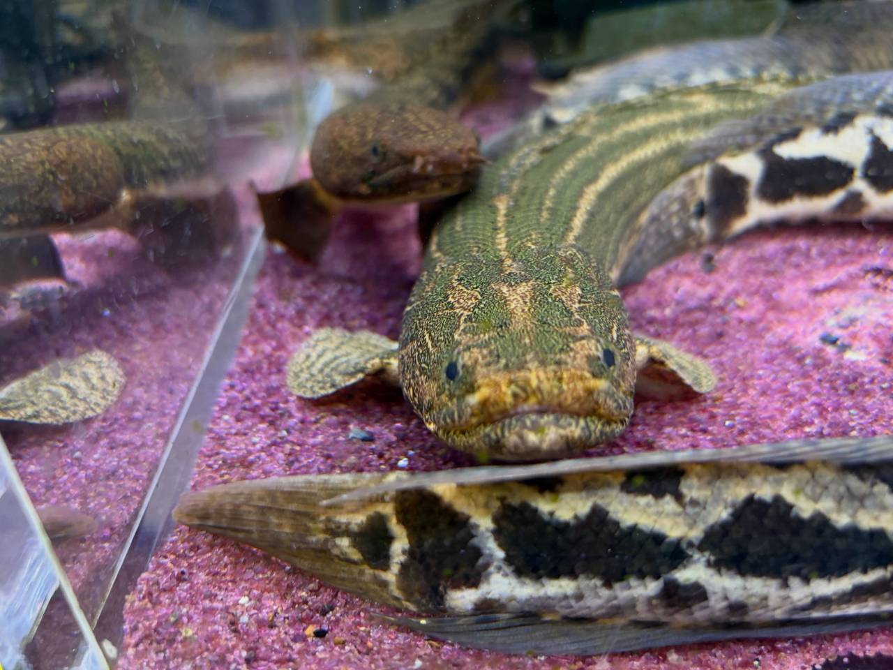 Po.ビキールsp コウロントン ①44cm±
