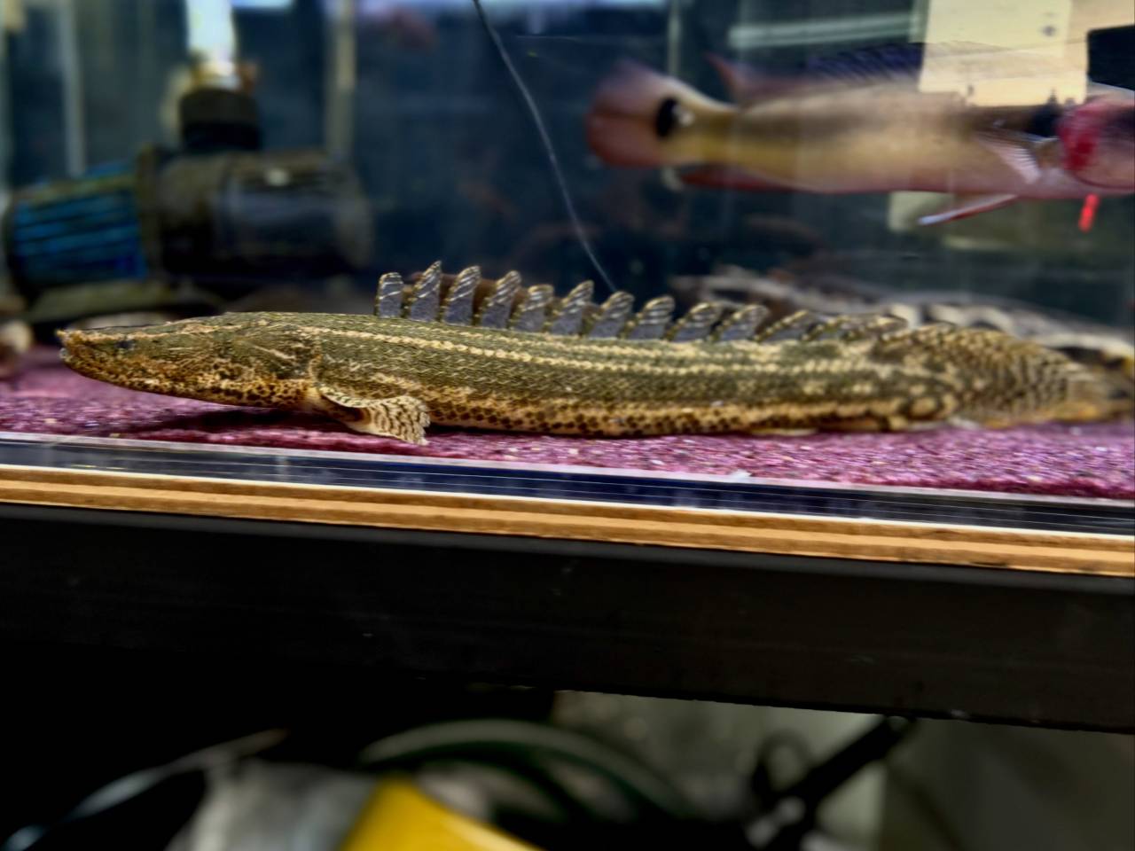 Po.ビキールsp コウロントン ①44cm±