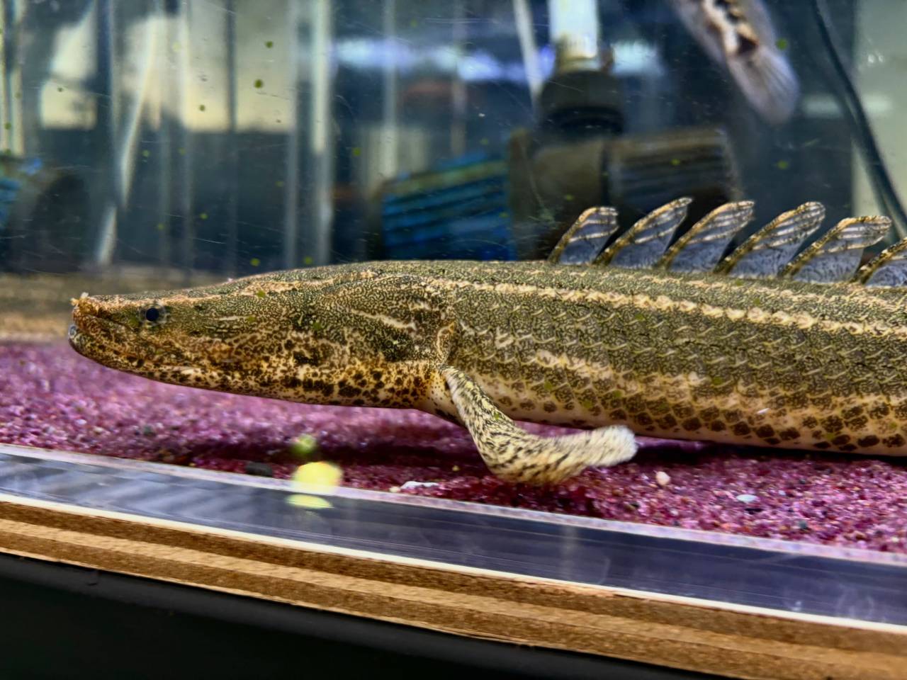Po.ビキールsp コウロントン ①44cm±