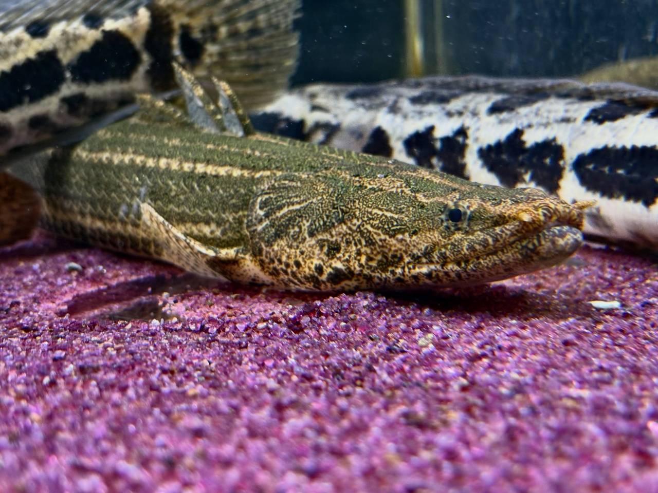 Po.ビキールsp コウロントン ①44cm±