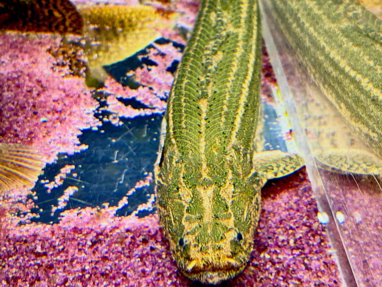 Po.ビキールsp コウロントン ①44cm±