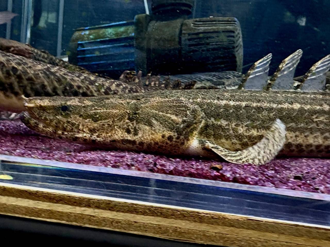 Po.ビキールsp コウロントン ②45cm±