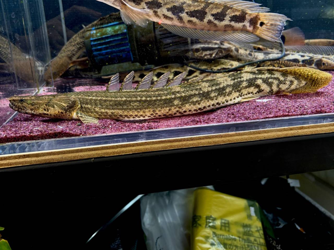 Po.ビキールsp コウロントン ②45cm±